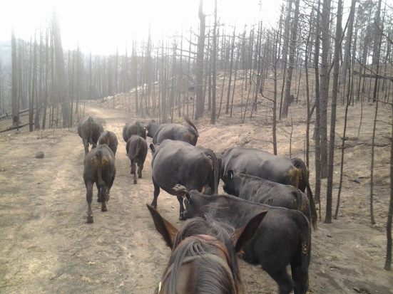 Finding live cattle after the fire moved through the area. Image courtesy of Kent Stokes (Vic's son)
